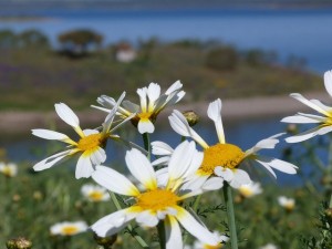 Flores a orillas del Lago Alqueva (Alentejo, Portugal)