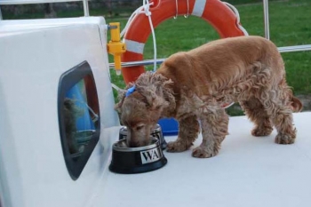 Gamelle du chien en vacances en bateau