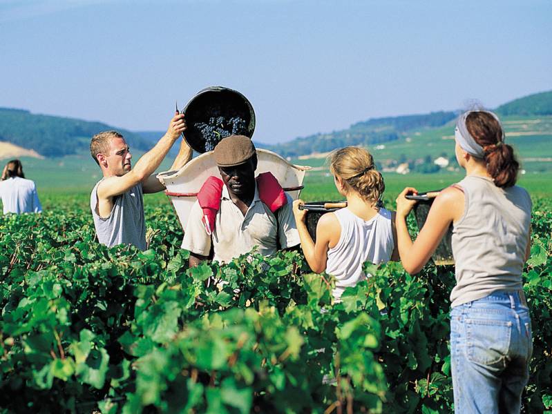 Une semaine : Vignobles Auxerrois - à partir de  euros