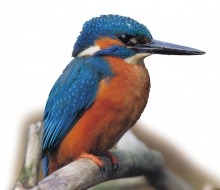 Tourisme fluvial et observation oiseaux