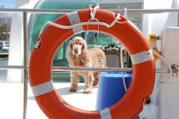 vacances en bateau avec son chien en toute sécurité